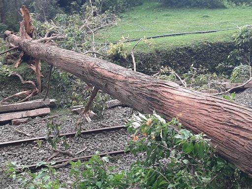 Heavy winds uproot 50 more trees in the Nilgiris