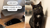 Cat waiting over 2,000 days in shelter hoping to be adopted—"It's her turn"