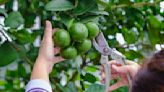 When to prune fruit trees? Experts reveal the best timings for healthy growth