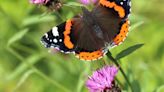 Public urged to join butterfly count as species spread north with climate change