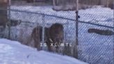 'Incredibly dangerous': Video shows lion just metres away from Ontario road, sparking animal advocacy concerns