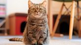 32 facts about Munchkin cats