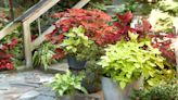 Is Coleus a Perennial or Annual? Here's How to Grow It Both Ways