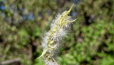 Allergies au pollen : pourquoi il faut consulter et traiter pour prévenir les complications