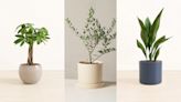 Pet-friendly houseplants to liven up your space for spring