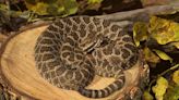 Two types of venomous snakes can be spotted near Sedgwick County. How to identify them