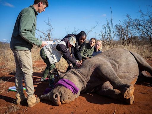 Sudáfrica acelera el corte de cuernos de los rinocerontes para protegerlos de los furtivos