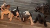 Five French bulldog puppies reportedly stolen from Baltimore home: "They took my joy"