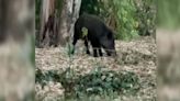 Los vecinos de Cerrado de Calderón, en Málaga, denuncian nueva presencia de jabalíes en la zona