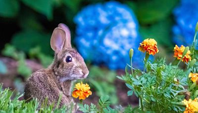 5 Mistakes That Could Be Attracting Rabbits to Your Garden