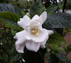 Gardenia