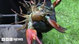 River Kennet: Eating crayfish could prevent damage