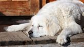 Great Pyrenees working so hard he "passes out" in charming clip