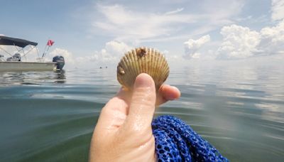 Florida scalloping is an underwater scavenger hunt with a delicious payoff