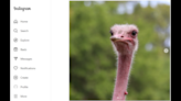 Ostrich with ‘larger-than-life’ personality dies, Florida zoo says. ‘He will be missed’