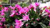 Christmas vs. Easter and Thanksgiving Cactus: What’s the Difference?