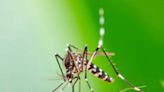 Mosquito transmisor del dengue ‘invade’ Coahuila; lanzan alerta
