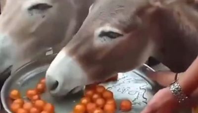 Madhya Pradesh Locals Celebrate Rain With Sweet Treats For Donkeys - News18