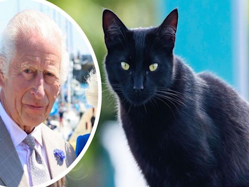 Could Cornish cat Charlie Charles be crowned 'King' of the country's felines?