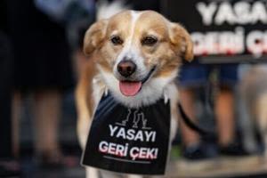 Turkey debates fate of millions of stray dogs | FOX 28 Spokane
