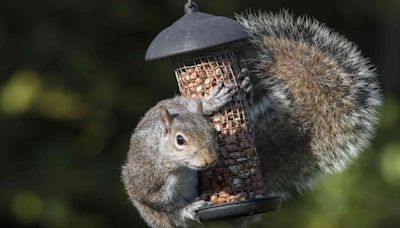 How to Keep Squirrels Out of Bird Feeders: 12 Ways