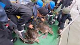 Indian Coast Guard Rescued Entangled Olive Ridley Turtles