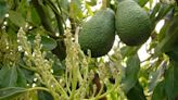 La cara oculta del aguacate: fuente de nutrientes... y pozo sin fondo de recursos hídricos