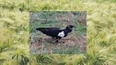 Black vulture study taking flight in Arkansas, Missouri