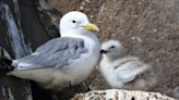 Compatible seabirds may make better parents, but personality clashes can lead to family tragedy and 'divorce'
