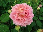 Rosa 'Jubilee Celebration'