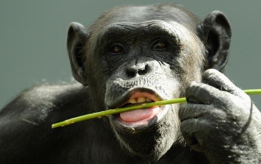 烏干達動物為生存吃蝙蝠屎 含多種病毒包括新冠相關 學者憂散播