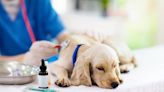 Study Revealing Dogs Might Not Need Boosters Every Year Is Ruffling Feathers in Vet Community