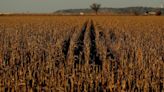 Funds heavily sold CBOT corn ahead of bearish US acreage data