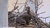 U.S. Steel eaglet takes his first flight on Sunday