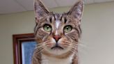 Darren the Cat Is Still Hoping for a Home After 8 Years at a Wisconsin Animal Shelter