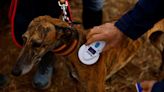 La ley española sobre perros de caza expone las divisiones entre el campo y la ciudad