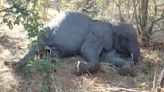 Científicos descifran el misterio de por qué murieron decenas de elefantes en África