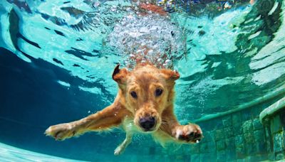 Golden Retriever Puppy’s First ‘Big Boy’ Jump Into the Pool Makes Mom Proud