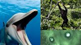 12 weird and fascinating things scientists caught animals doing in 2022, in pictures and videos