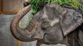 Mali, 'One Of The World's Saddest Elephants,' Dies Alone In Captivity