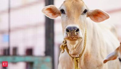 Maharashtra declares desi cows as 'Rajyamata-Gomata' for nutritional milk and dung benefits