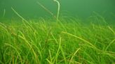 Seagrass is dying by Tampa and Sarasota as red tide worsens. Is Florida doing enough?