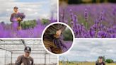Stunning lavender farm 30 minutes from Darlington hopes to welcome visitors