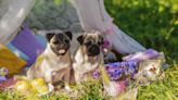 Cute Pug Cafe in London Is a Little Dog Lover's Dream