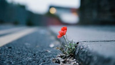 The amazing flowers growing in pavement cracks and why you shouldn’t pass them by