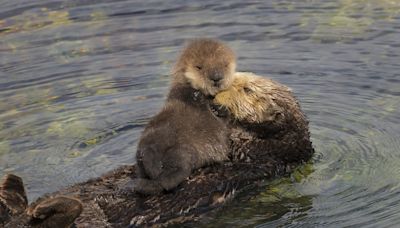 Orphaned Otter Pup Finds New Home at the Aquarium of the Pacific - MyNewsLA.com