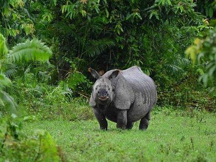 India national park floods kill more than 130 animals