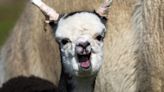 Baby alpaca with ‘floppy ears’ gets treatment to straighten them