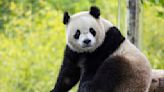 2 new giant pandas are returning to Washington's National Zoo from China by the end of the year