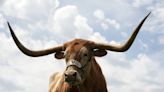 Oklahoma State investigates after dead Longhorn found at fraternity house